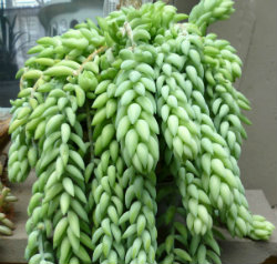 Burro's Tail - Selecting Succulents
